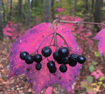 Viburnum Acerifolium, (Maple-leaf viburnum)